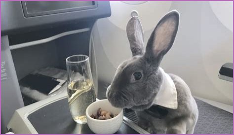 Bunny in a bow tie lives the high life flying business class with owner and being served nuts by stewardesses